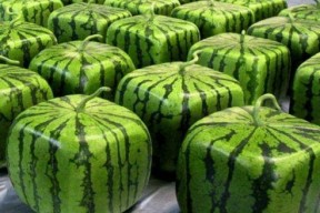 哪里都有中国人娱乐吃瓜,中国“吃瓜群众”的足迹